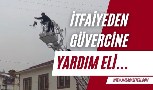 Elektrik tellerine takılan güvercine itfaiyeden yardım eli…