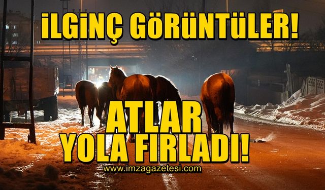 İlginç görüntü! Atlar yola fırladı...