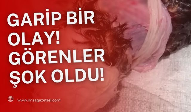 İlk defa karşılaşılan bir olay! Görenler şok oldu!