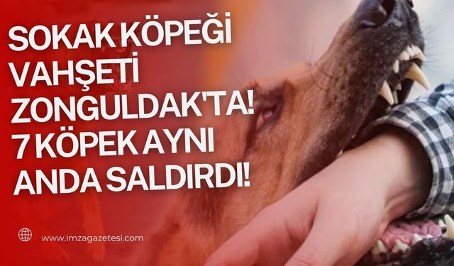 Sokak köpeği vahşeti Zonguldak'ta! 7 Köpek aynı anda saldırdı!