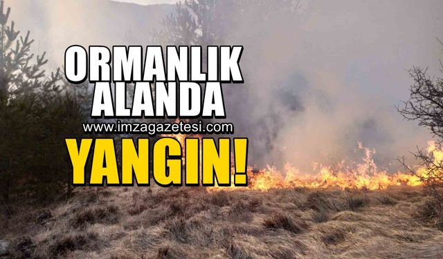 Kastamonu'da orman yangını!