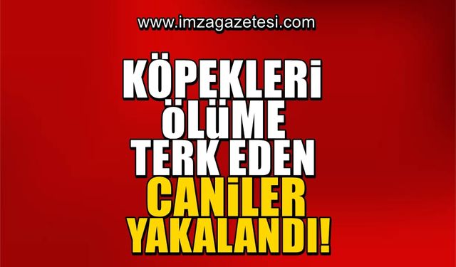 Köpekleri uyuşturarak ölüme terk eden caniler yakalandı!