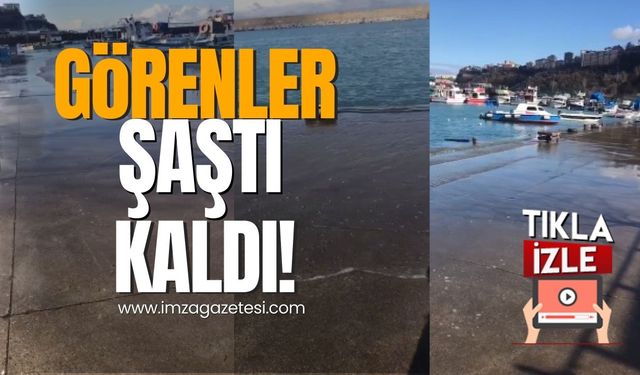 Kozlu'da görenler şaştı kaldı! İklim krizi Zonguldak'ı vurdu!