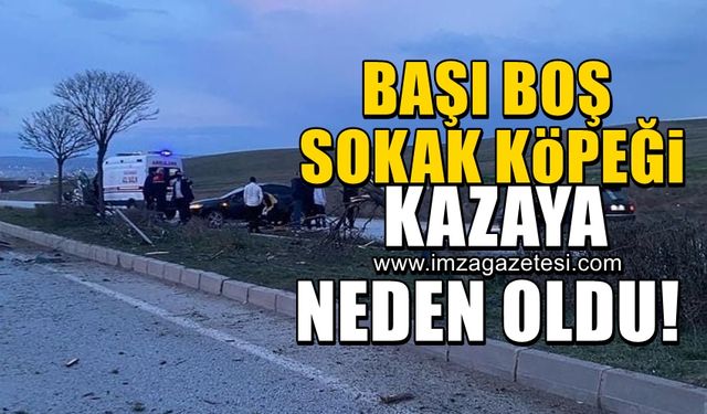 Başı boş sokak köpeği kazaya neden oldu!