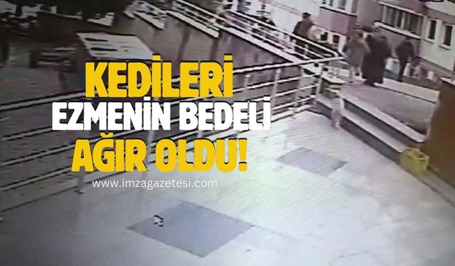 Sokak kedilerine çarpan sürücülere ağır cezalar!