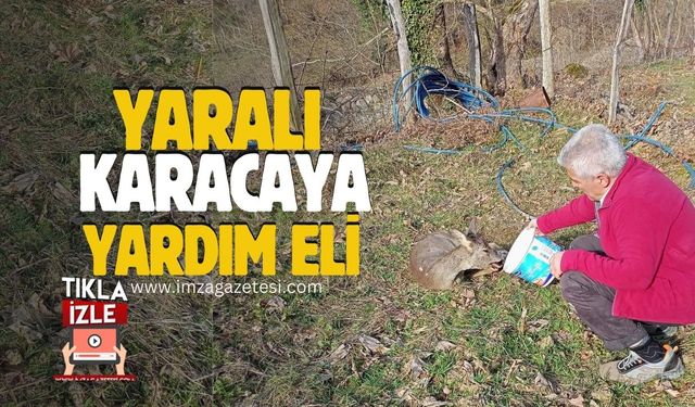 Karabük'te kurtarılan karaca doğaya geri bırakıldı!