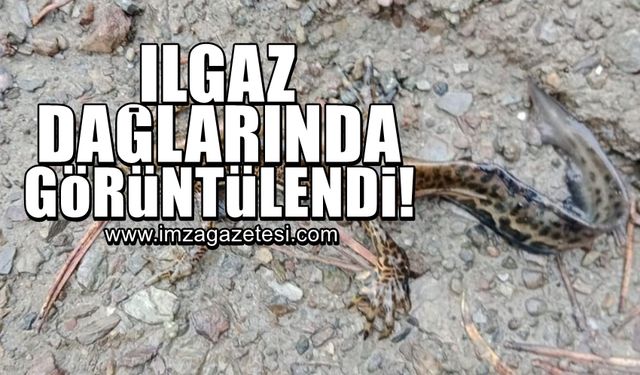 Ilgaz Dağı Milli Parkı'nda görüntülendi!