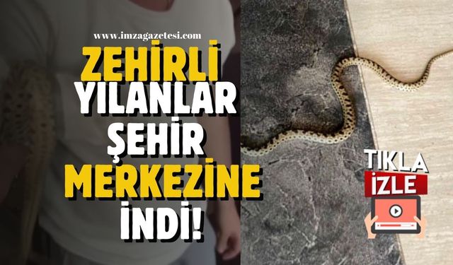 Zehirli yılanlar şehir merkezine indi!