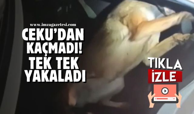 Narkotik köpeği Ceku'dan çakamadılar!