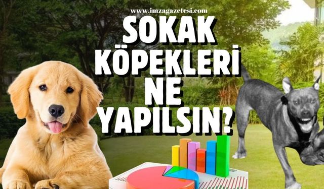 Sokak köpekleri ne yapılsın?