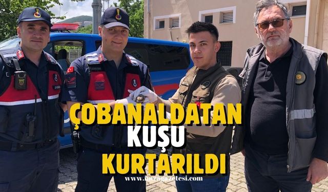 Zonguldak'ta Çobanaldatan Kuşu Kurtarıldı...