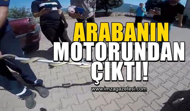 Arabanın motorundan bakın ne çıktı!