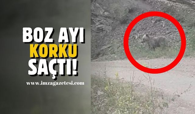 Boz ayı korku saçtı!