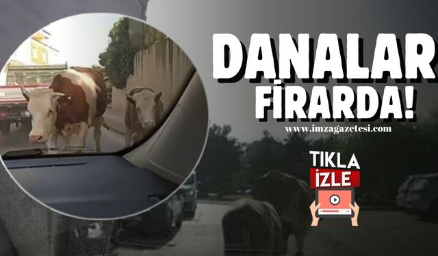 Danalar firarda! Aman dikkat dananız kaçmasın!