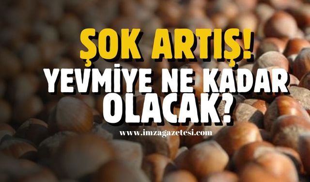 Fındık sezonu açıldı. Yevmiye ne kadar olacak?