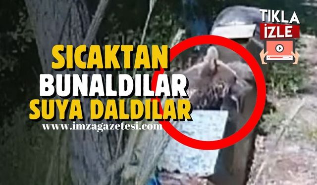 Sıcaktan bunalan yavru ayılar kendini suya attı…