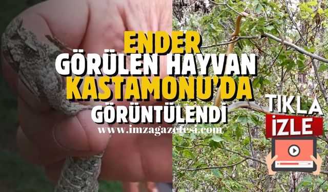 Ender görülen hayvan Kastamonu'da görüntülendi...