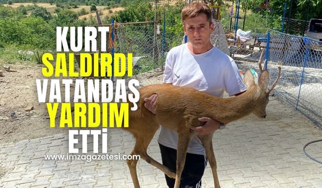 Kurtların Saldırdığı Yavru Karacaya Yardım Eli...