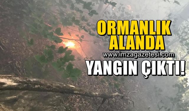 Ormanlık alanda yangın!