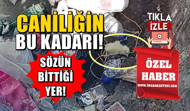 Zonguldak'ın ilçesinde kan dolduran olay! Canlı halde çöp kutusuna attılar!