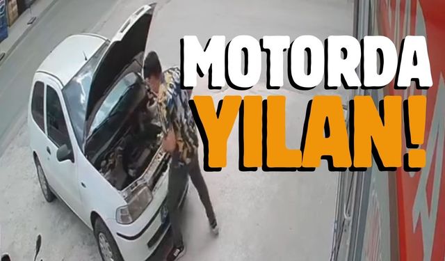 Otomobilin motoruna kaçan yılan böyle çıkarıldı... Videolu...