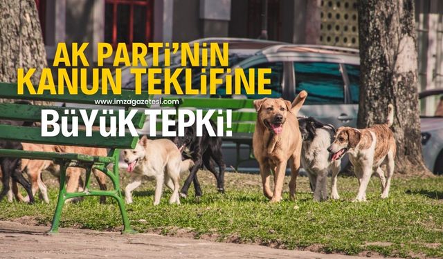 AK Parti’nin sokak hayvanlarıyla ilgi kanun teklifine tepki! “Yasayı geri çek”