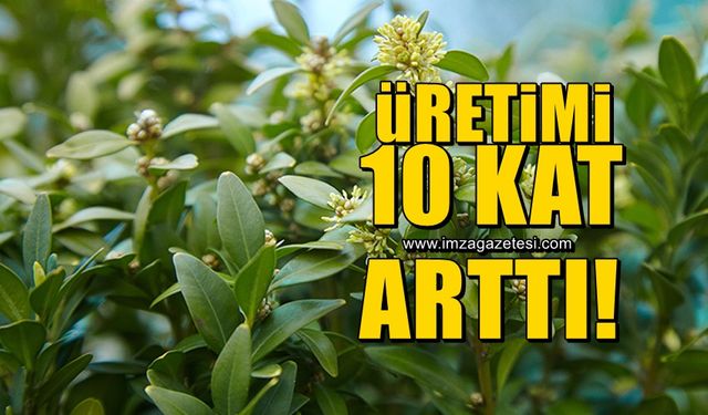 Defne yaprağının üretimi 10 kat arttı!