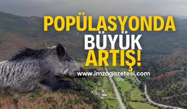 Domuz Popülasyonunda Büyük Artış!