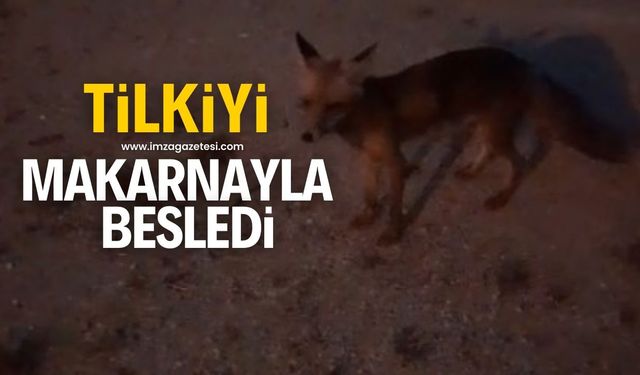 Evinin önüne gelen tilkiyi "Tavuk yok" diyerek makarnayla besledi! O anları kameraya kaydetti...