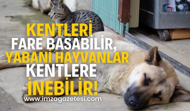 "Fareler artınca kentler Paris’e dönebilir, Köpekler azaldığı için yabani hayvanlar şehre inebilr"