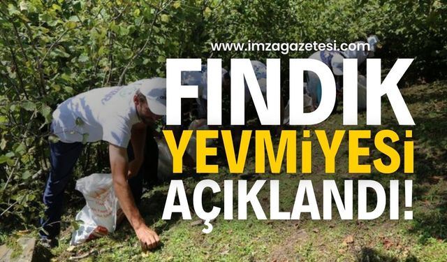 Fındık hasadı ne zaman başlayacak? Fındık işçilerinin yevmiyesi ne kadar?