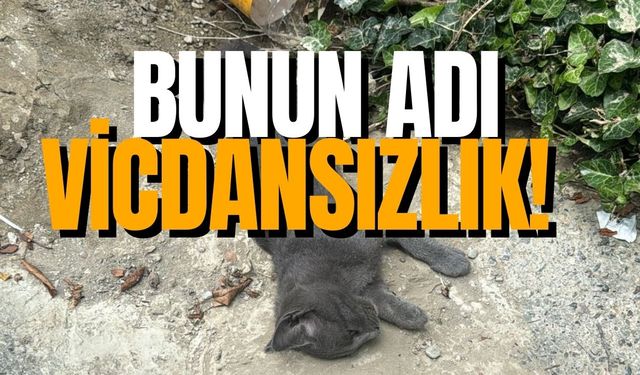 Vicdansızlık! Çarptığı kedi telef oldu, o yoluna devam etti!