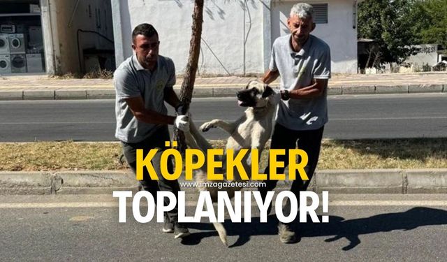 Köpekler toplanmaya başladı!