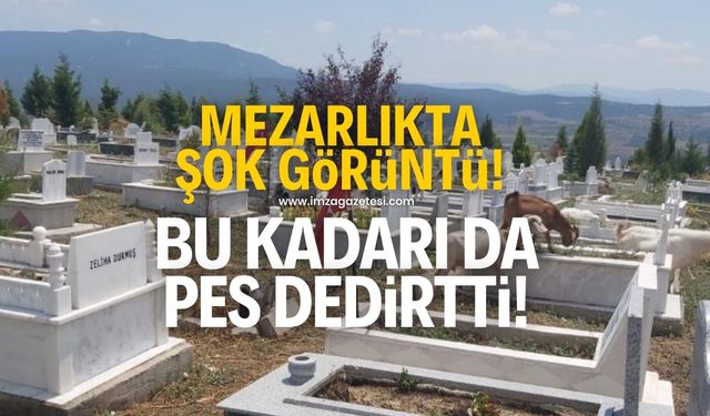 Mezarlıkta şok görüntü! Bu kadarı da pes dedirtti!