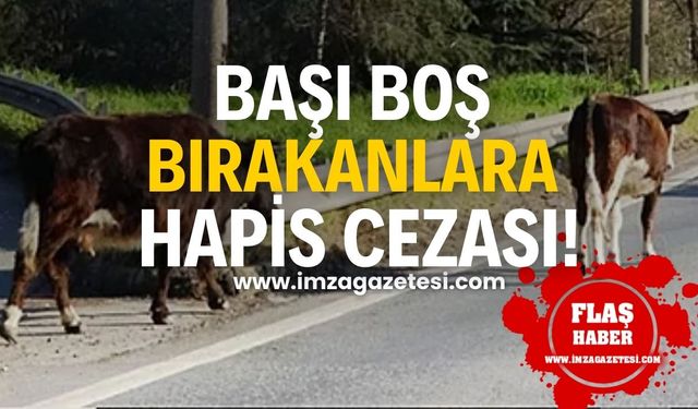 Perşembe-Kozcağız Yolunda Başı Boş Hayvanlara Hapis ve Para Cezası Uyarısı!