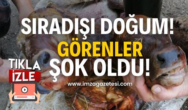 Sıradışı doğum! Görenler şok oldu!