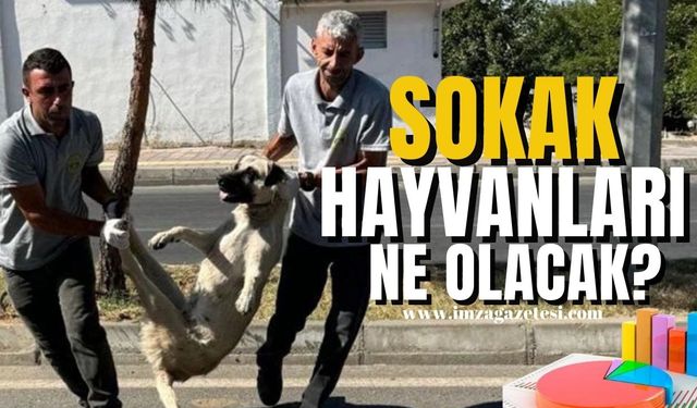 TBMM'den geçti! Sokak hayvanlarına ne olacak?