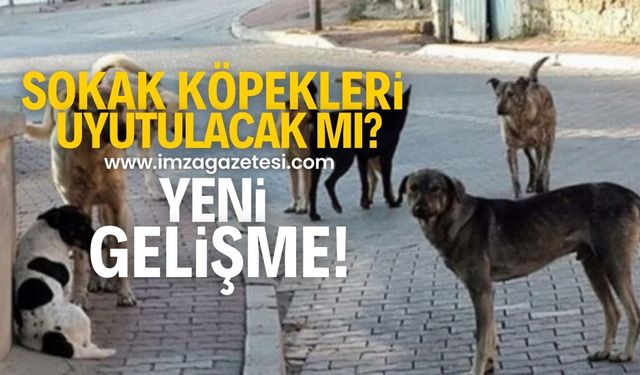 Sokak hayvanlarıyla ilgili yeni yasa tamamlandı!