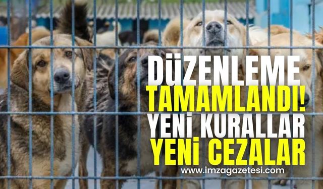 Sokak Köpekleri Düzenlemesi Tamamlandı! İşte Yeni Kurallar ve Cezalar