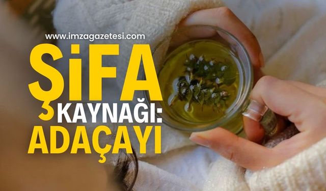 Susuz, Kurak Topraklarda Yetişen Şifa Kaynağı: Adaçayı