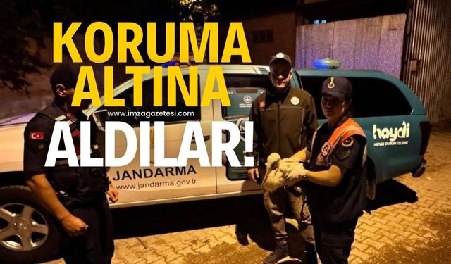 Yaralı halde bulunmuştu koruma altına alındı!