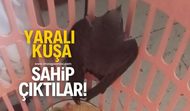 Yaralı kuşa hayvansever vatandaş sahip çıktı