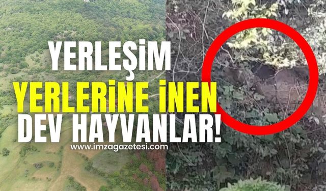 Yerleşim yerlerine inen dev hayvanlar!