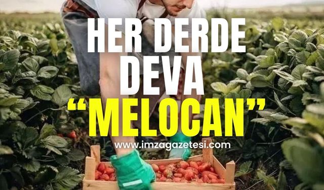 Her derde deva "Melocan!"