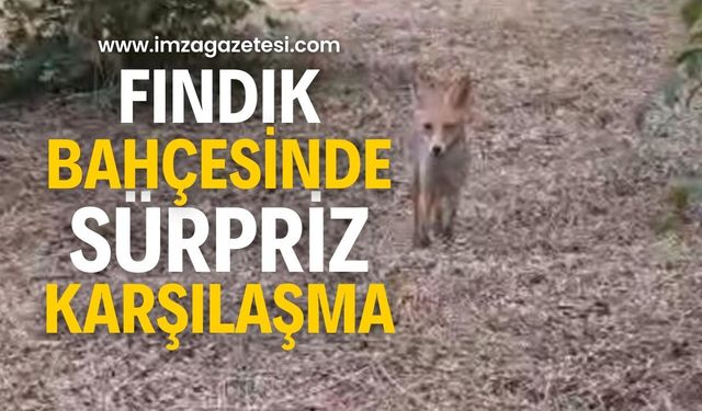 Fındık Bahçesinde Sürpriz Misafir…