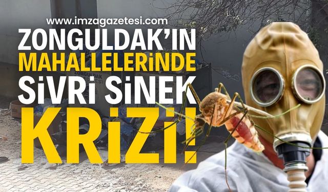 Zonguldak Mahallelerinde Sivri Sinek Krizi: Vatandaşlar Mağdur