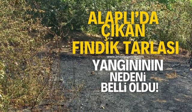 Zonguldak'ın Alaplı ilçesindeki fındık tarlası yangının nedeni belli oldu!