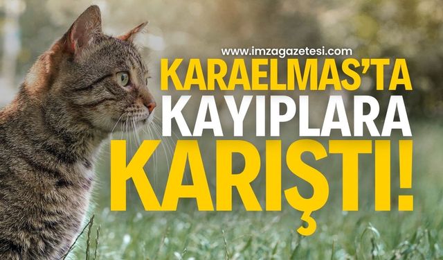 Zonguldak'ın Karaelmas Mahallesinde kayıplara karıştı!