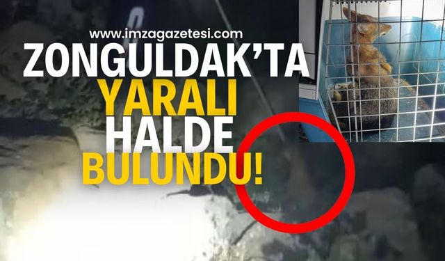 Zonguldak'ta yaralı halde bulundu!