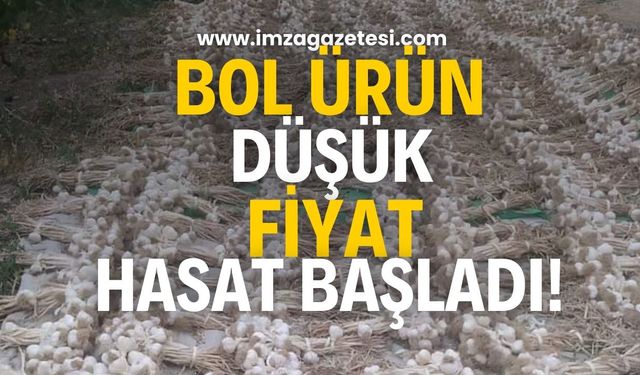 "Beyaz altın" hasadı başladı! Bol ürün, düşük fiyat bekleniyor